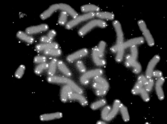 Hallmarks of aging: telomere attrition