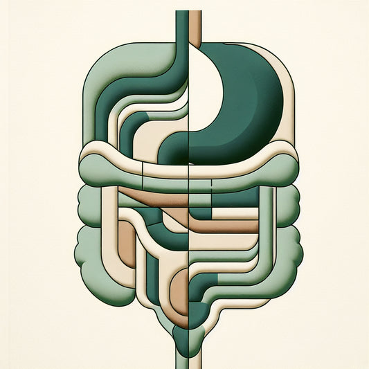 Understanding gut health and aging effects