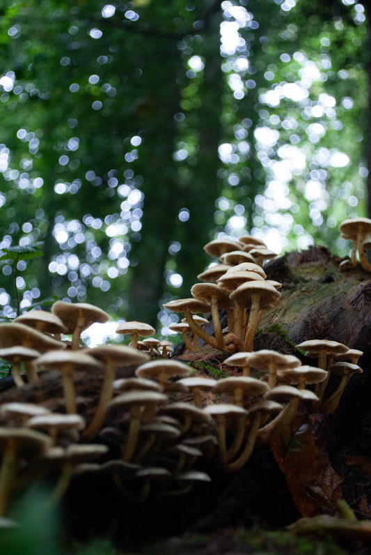 Reishi: Enhancing Immunity & Reducing Stress