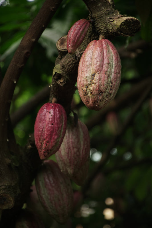 Cocoa Extract: Boosting Cardio & Brain Health