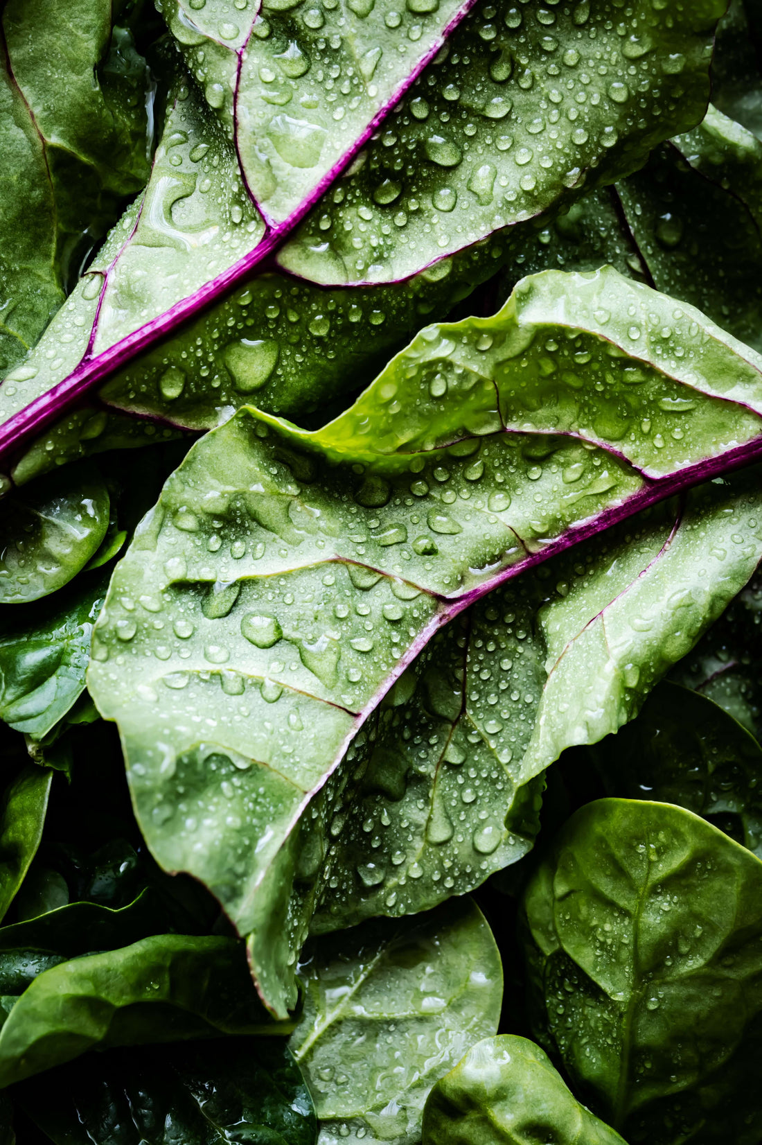 Leafy Greens: Vital for Healthspan and Longevity