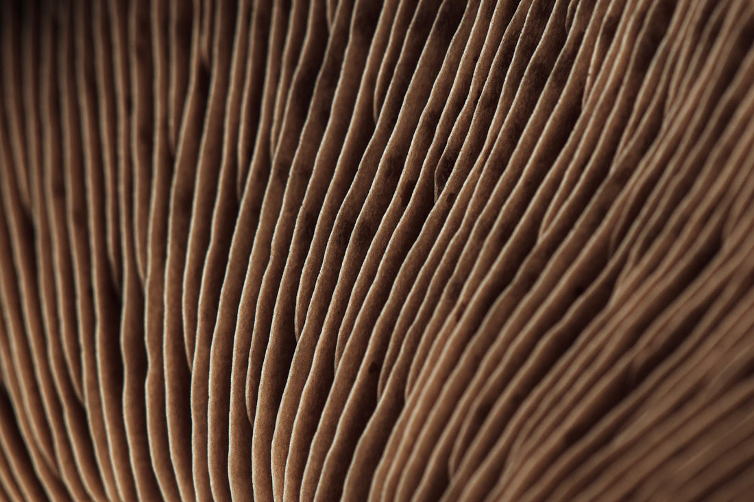 Lion's Mane: Unlocking Cognitive & Mood Benefits