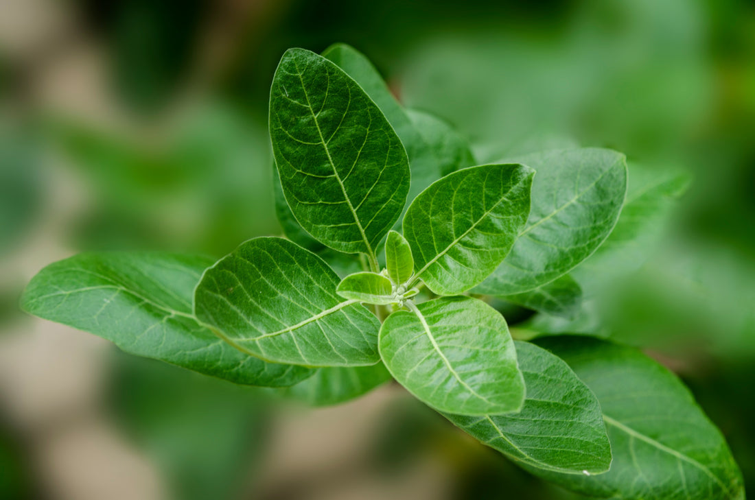 Ashwagandha: Ancient Herb, Modern Wellness