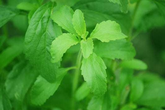 Stevia's Impact on Blood Sugar & Heart Health