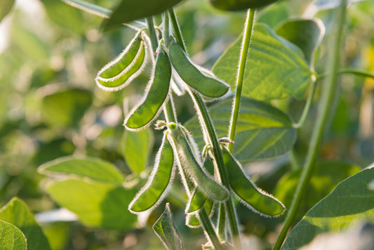 Legumes: the key to a century-long life