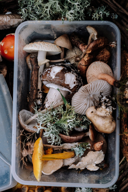 Maitake: Dancing with Immune Health