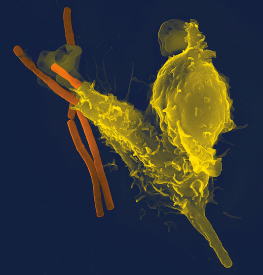 Understanding the aging immune system