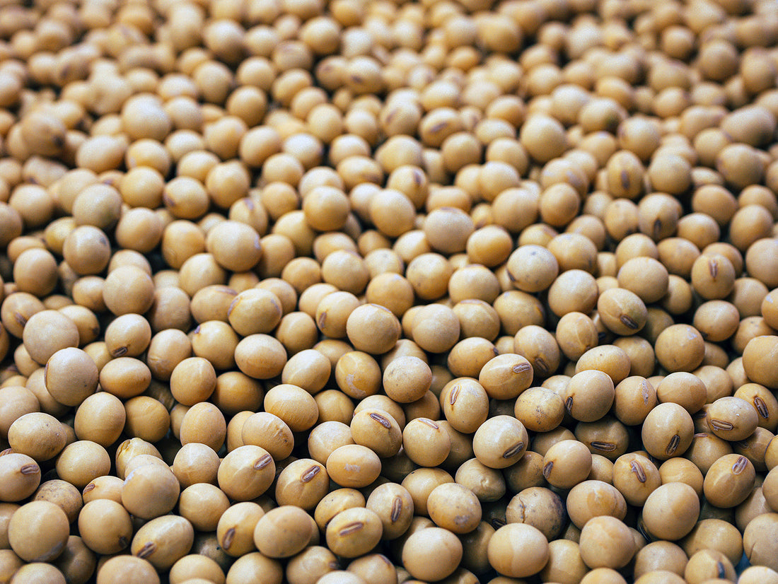 Pea Protein: A Vegan Path to Muscle Health