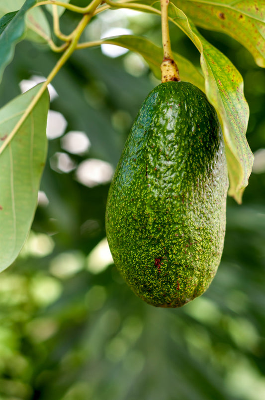 Avocado: A Heart-Healthy Superfood Staple