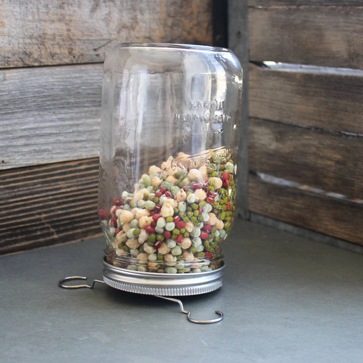 Trellis + Co|Stainless Steel Sprouting Kit, 4 Pack with Sprouting Stands|Rust Proof Stainless,Curved Mesh,Fits Most Wide Mouth Mason Jars