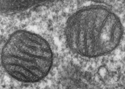 Hallmarks of aging: mitochondrial dysfunction
