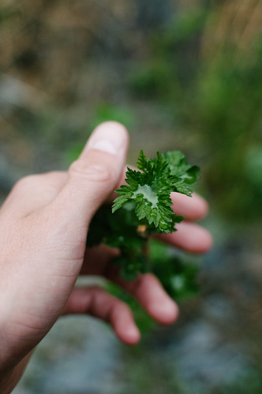 Boosting brain health with fiber