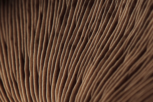 Lion's Mane: Unlocking Cognitive & Mood Benefits