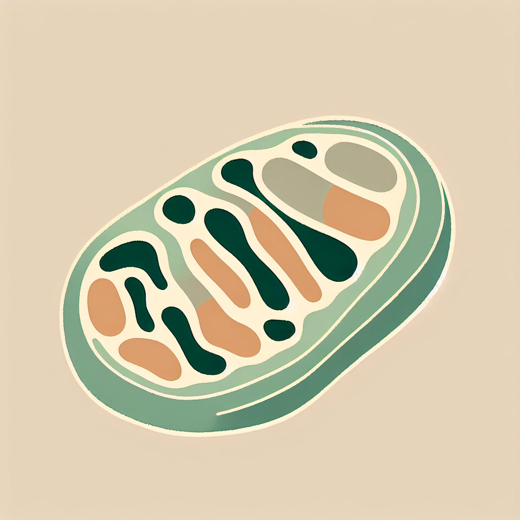 Reevaluating the role of mitochondria in DNA damage
