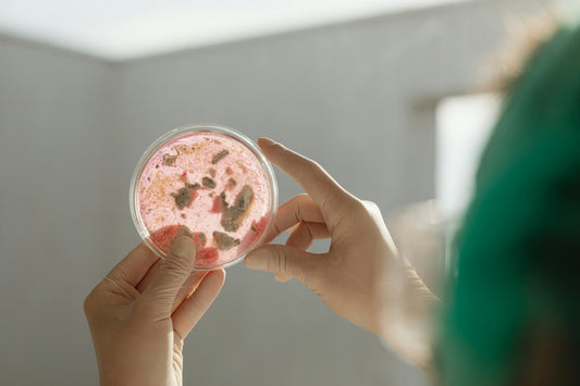 Nourishing gut bacteria for healthier life