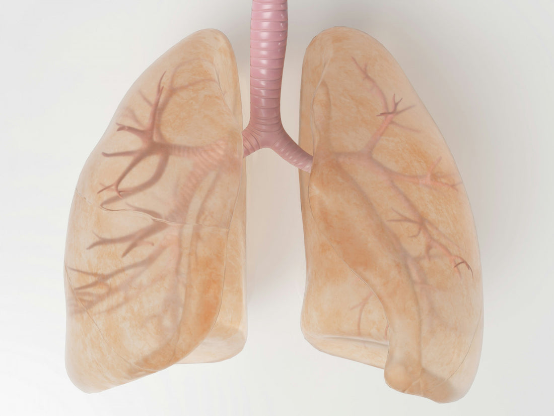 New senolytic combinations for lung health