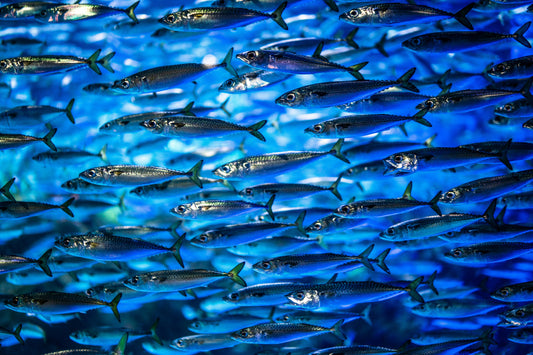 Health perks of switching beef for fish